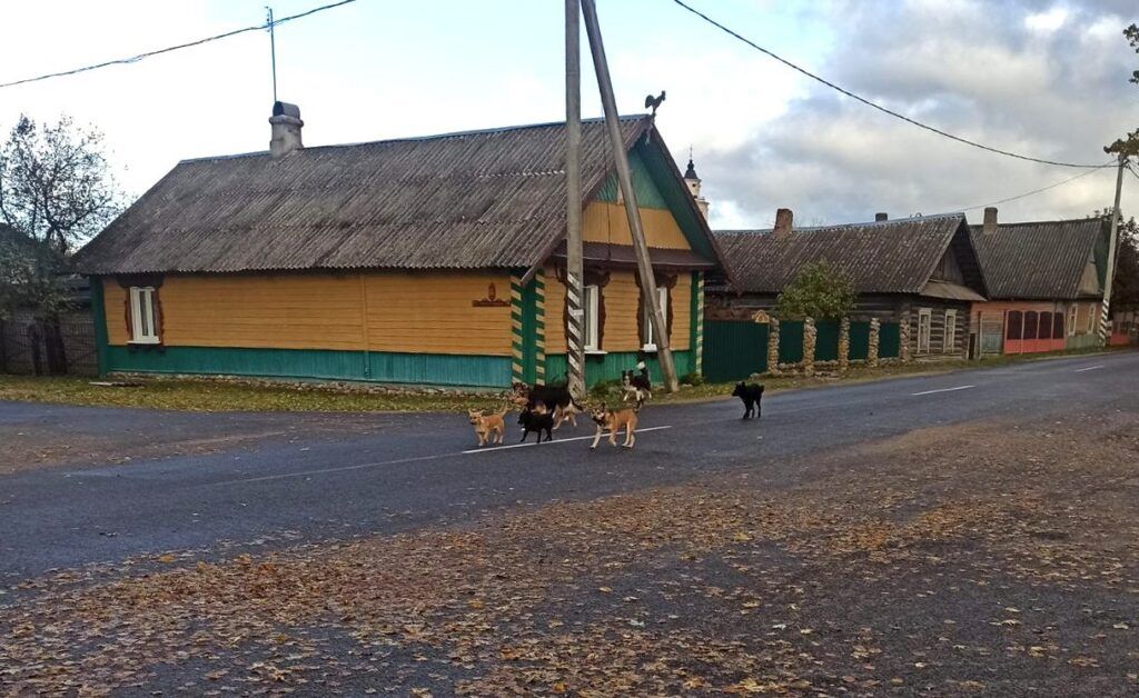 Бродячие собаки беспокоят жителей Будслава