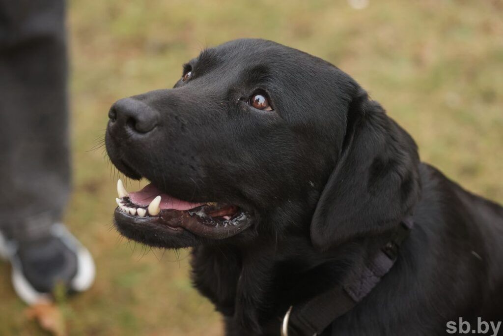 Как работает поисковая собака МЧС. Первую человеческую жизнь Дарк спас в Мядельском районе