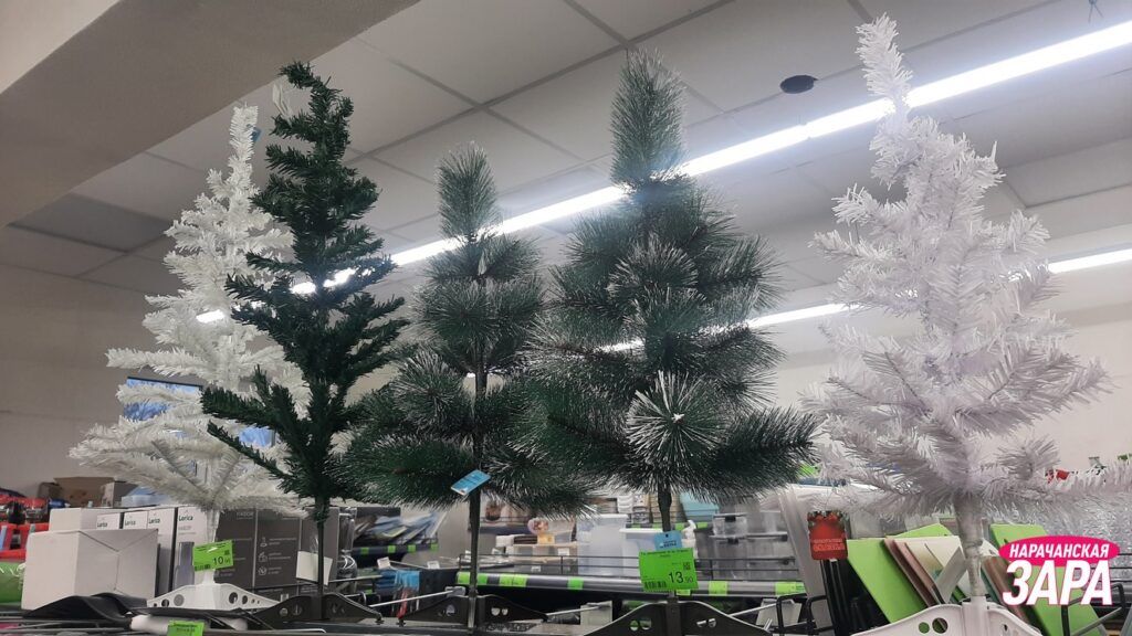 Самое главное – хвойный запах: ищем в Мяделе новогоднее дерево