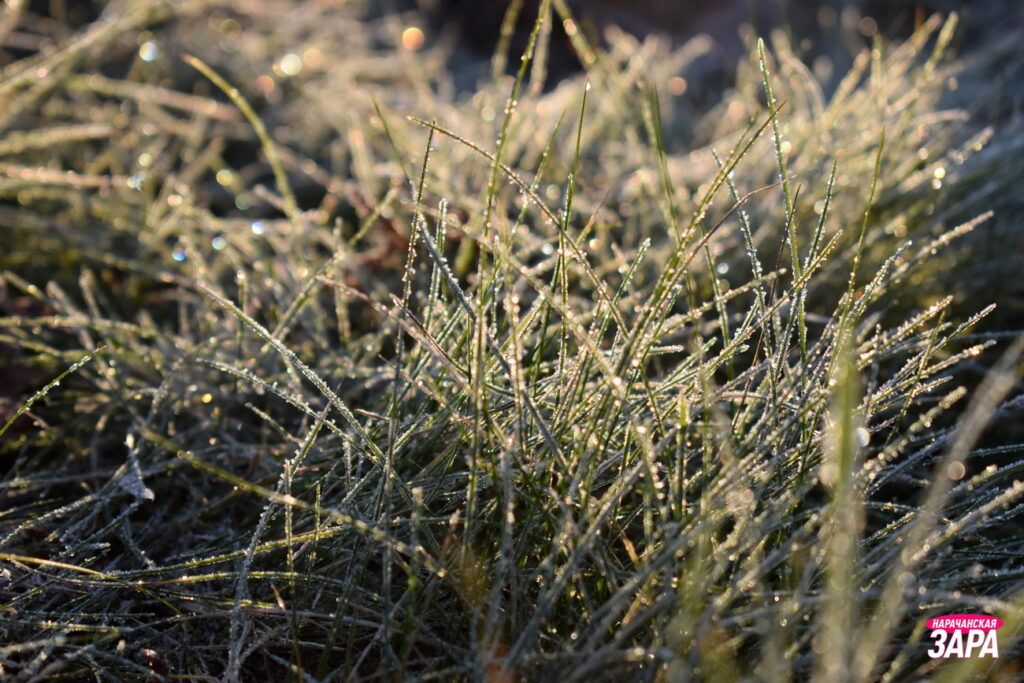 Мокрый снег, дождь и скользкие дороги: какой будет погода в Беларуси 20 ноября