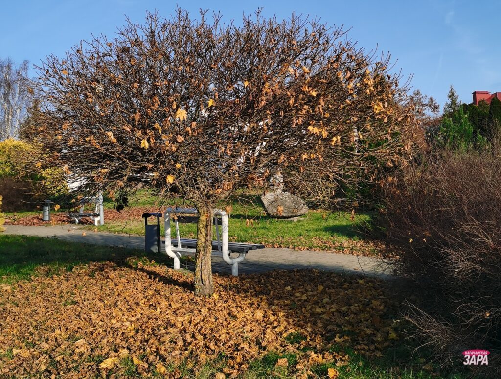 В Беларуси предзимье уже на пороге. Рябов рассказал о погоде на неделе с 10 по 16 ноября