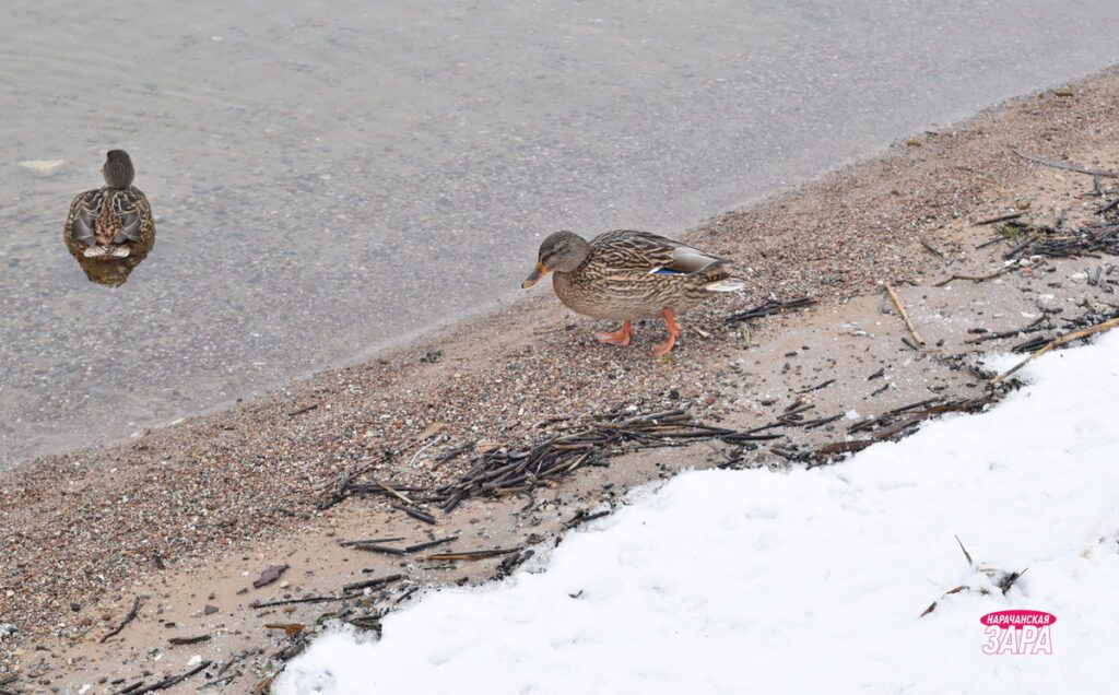 Какой будет погода в Беларуси 27 ноября: дождь и мокрый снег