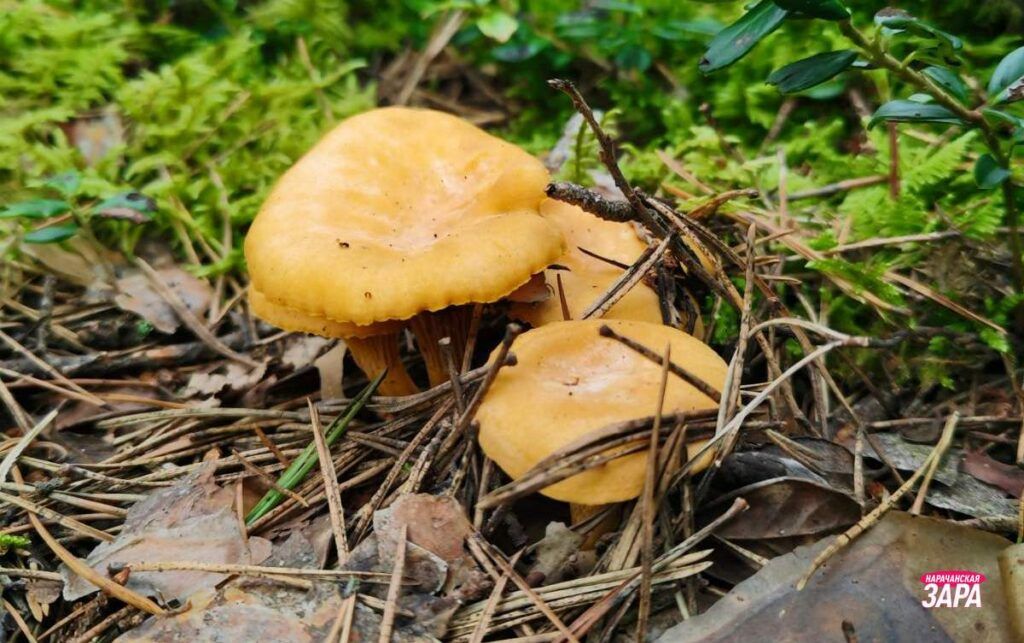 Корзину лисичек собрали в ноябре в Мядельском районе