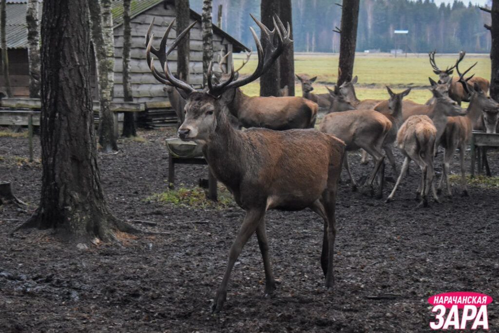 Сезон сафари-туров к оленям стартовал на Нарочи – сколько стоит