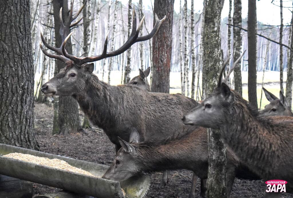 Сафари-парк