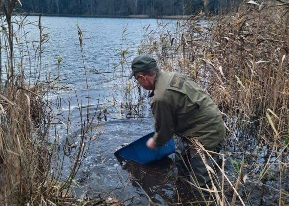 Четыре озера зарыбили в Национальном парке «Нарочанский»
