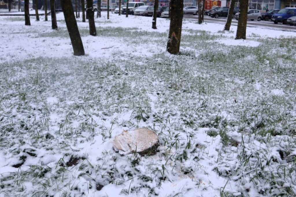 В Молодечно злоумышленник высверлил дыры в стволах и отравил сотни деревьев — дело расследуют