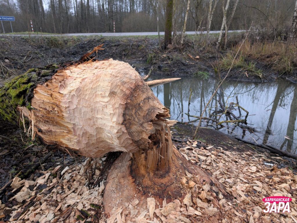 Бобры поселились в Пасынках и мешают людям