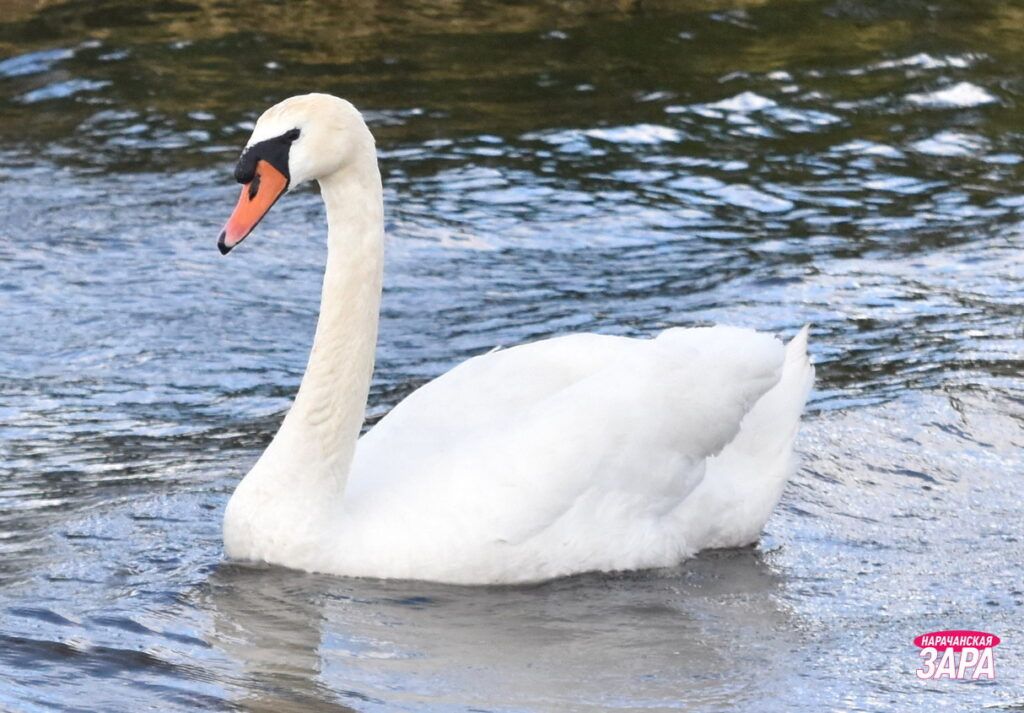 Лебеди остаются зимовать на Нарочи. Спросили у специалиста, нужна ли птицам помощь