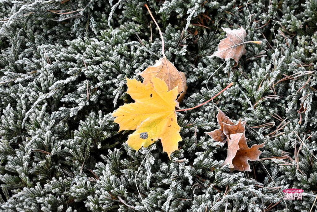Синоптик Рябов пообещал аномальное тепло и дожди в Беларуси на предстоящей неделе