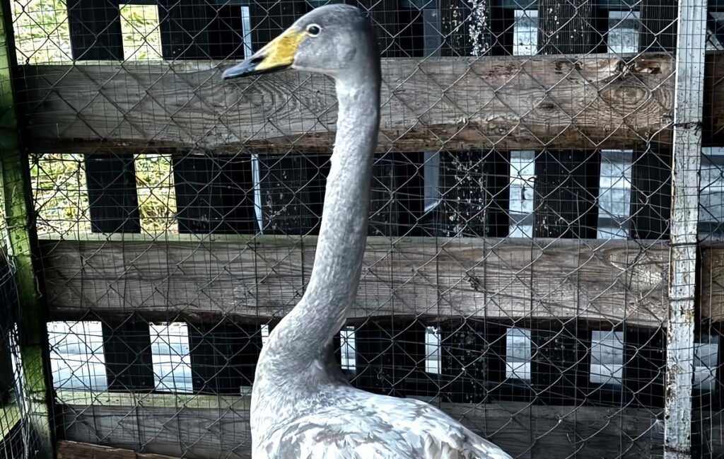 В агроусадьбе на Мядельщине спасали лебедя