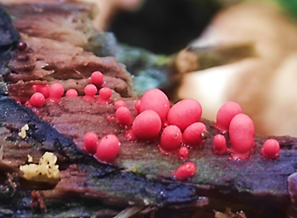 В Беларуси выявили новый вид миксомицетов — нашли его в Национальном парке «Нарочанский»