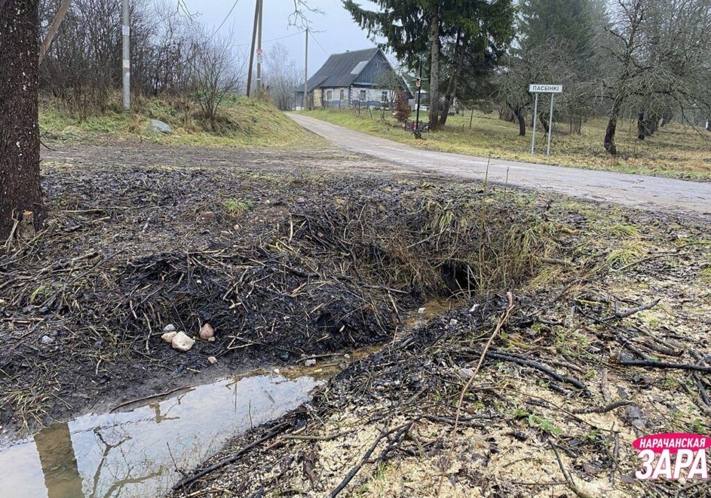 Каждый день что-то вытворяют! За бобрами в Пасынках теперь наблюдают и жители, и эксперты