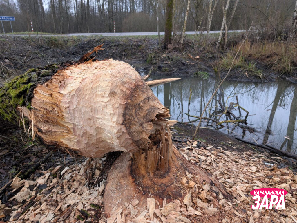 Бобры поселились в Пасынках и мешают людям