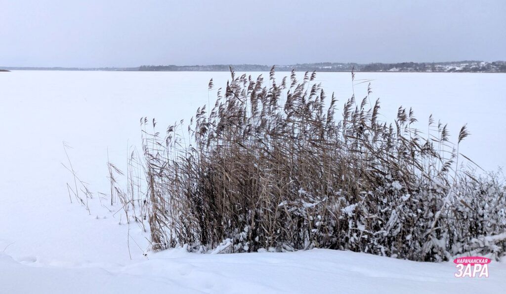Экологи призывают сообщать о признаках заморов рыбы на водоемах