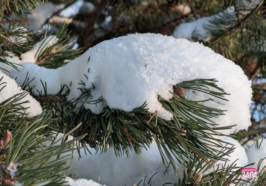 Дмитрий Рябов прогнозирует морозы до -30 в Беларуси на следующей неделе