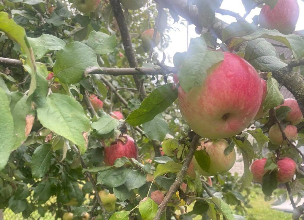Яблоневые сады в честь Года белорусской женщины появятся в Беларуси
