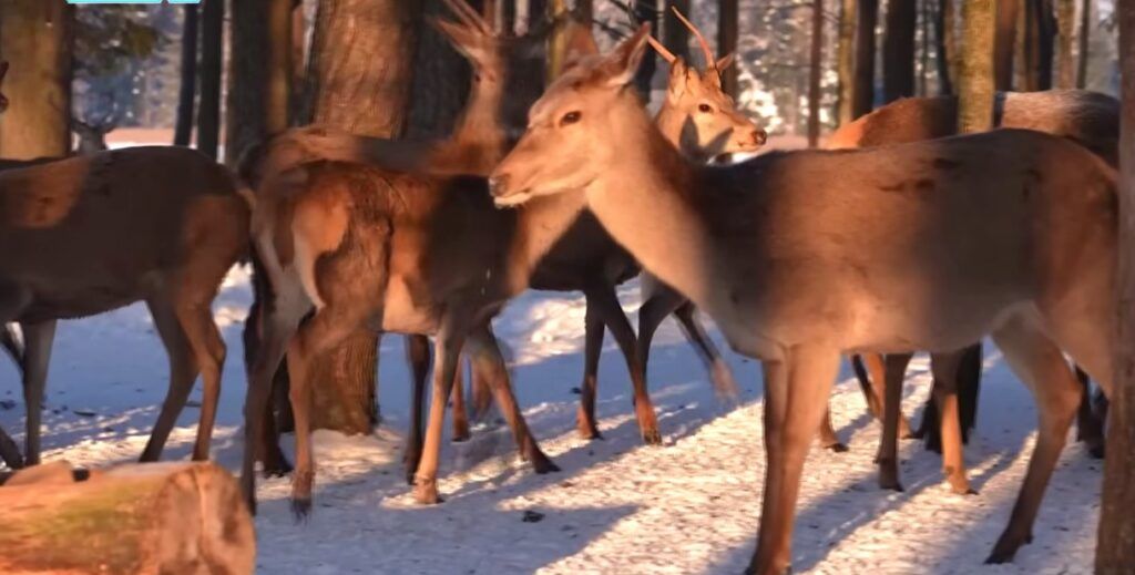 «Бэмбилэнд» и сыр с чернилами каракатицы: на ТВ показали уникальный маршрут по нарочанскому краю
