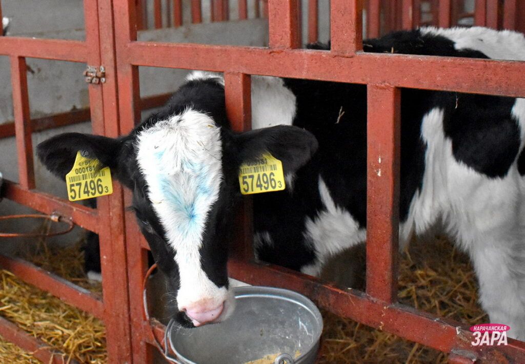 Смотрим показатели работы животноводства в Мядельском районе за январь