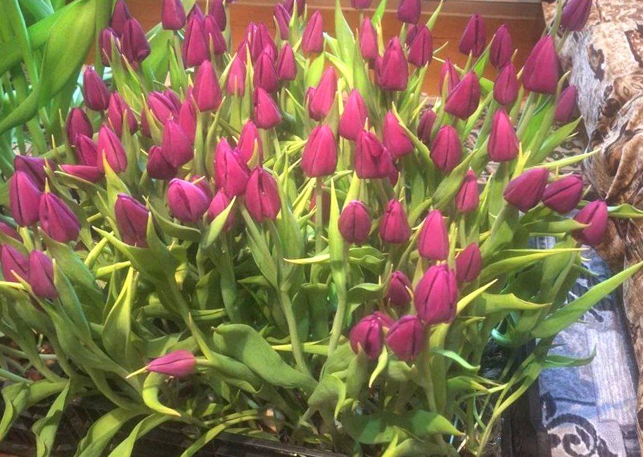 Сельский бизнес на тюльпанах: мядельчане выращивают цветы к празднику у себя на даче