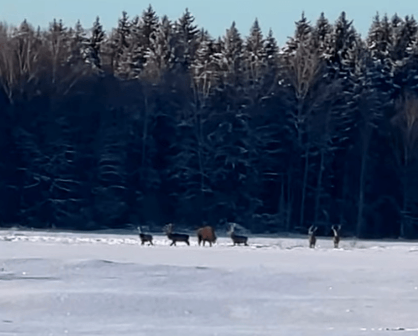 Зубра заметили в нарочанском крае