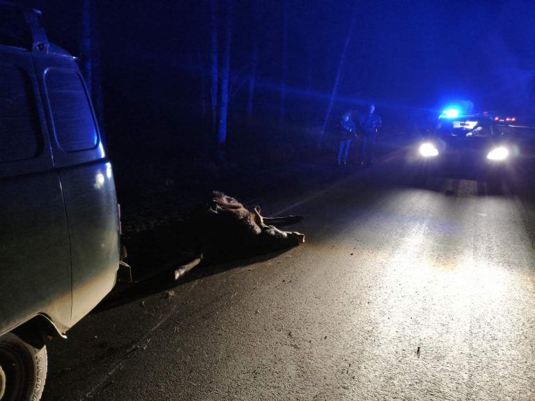 В Мядельском районе назвали участки дорог с наибольшей концентрацией ДТП с животными