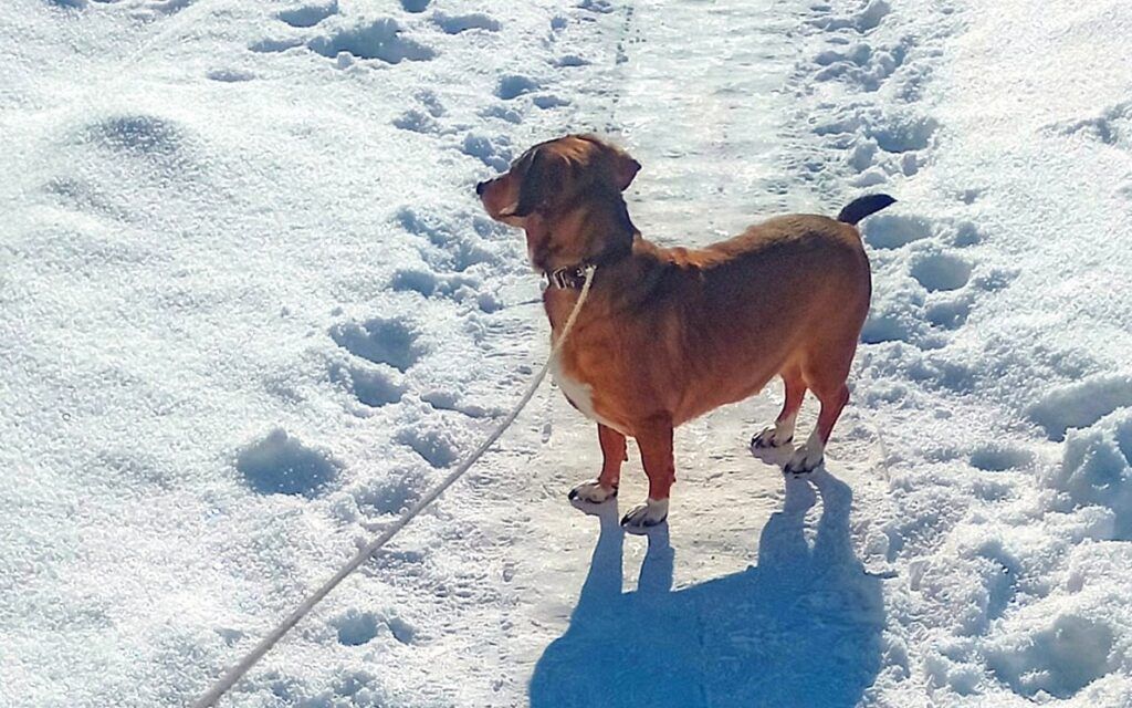 Зимняя прогулка с питомцем: несколько советов, чтобы она была в радость
