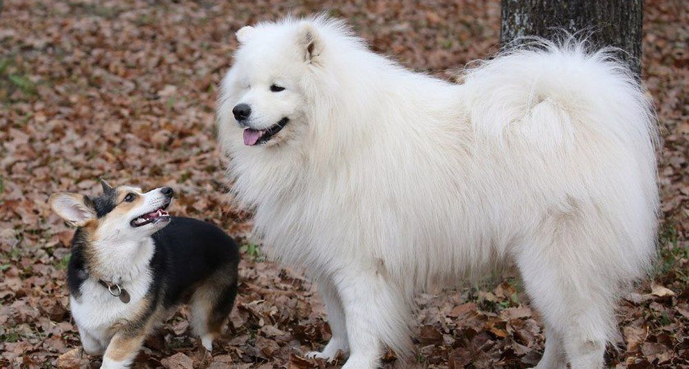 Четвероногого друга можно взять с собой на отдых в «Журавушку»