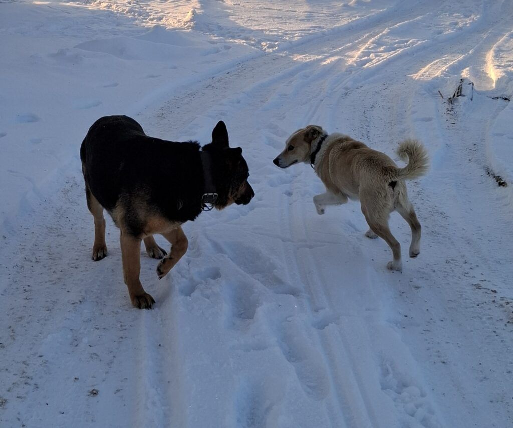 Разбираемся в правилах содержания домашних животных