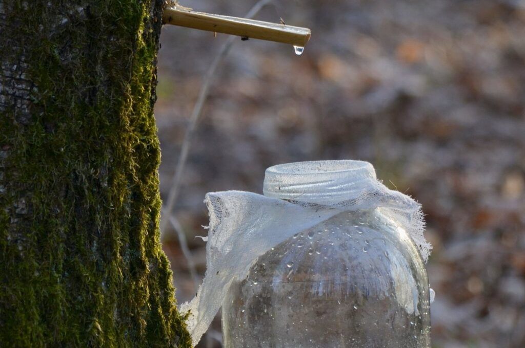 Узнали, правдивы ли слухи о запрете сбора березового сока