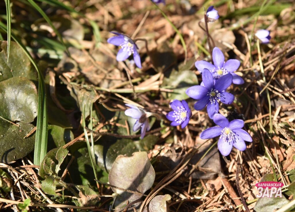 Белорусы заплатят до 1350 рублей за сорванные первоцветы