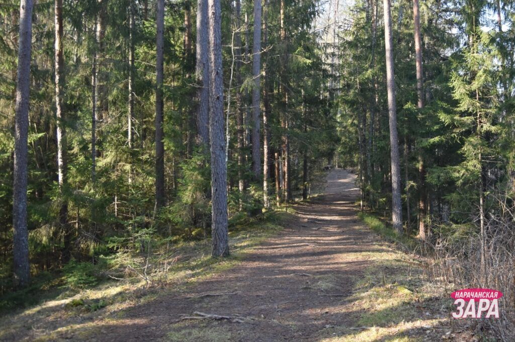 Только в двух районах в Беларуси можно ходить в лес без ограничений. Один из них — Мядельский