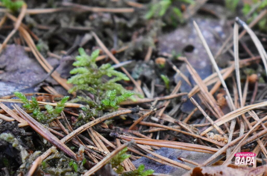 Госконтроль выявил порчу деловой древесины в Минской области