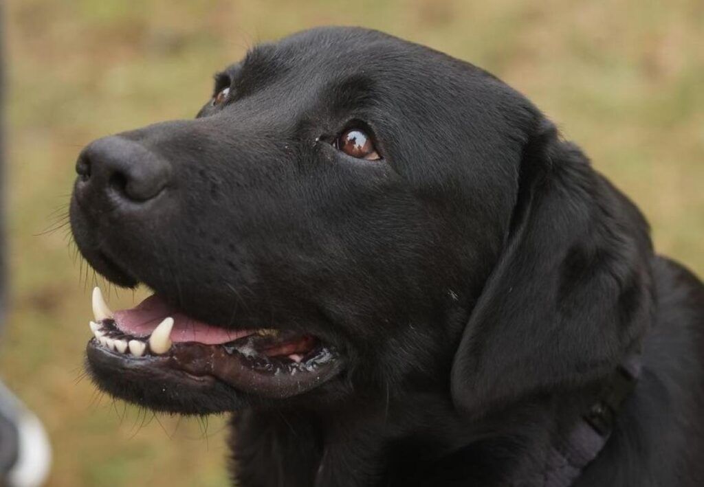 Лабрадор Дарк стал победителем народного голосования Международной премии. Первого человека он спас в Мядельском районе