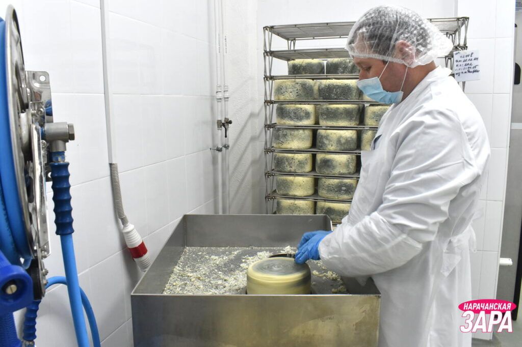 Нарочанский сыр с голубой плесенью: смотрим, как делают, и пробуем