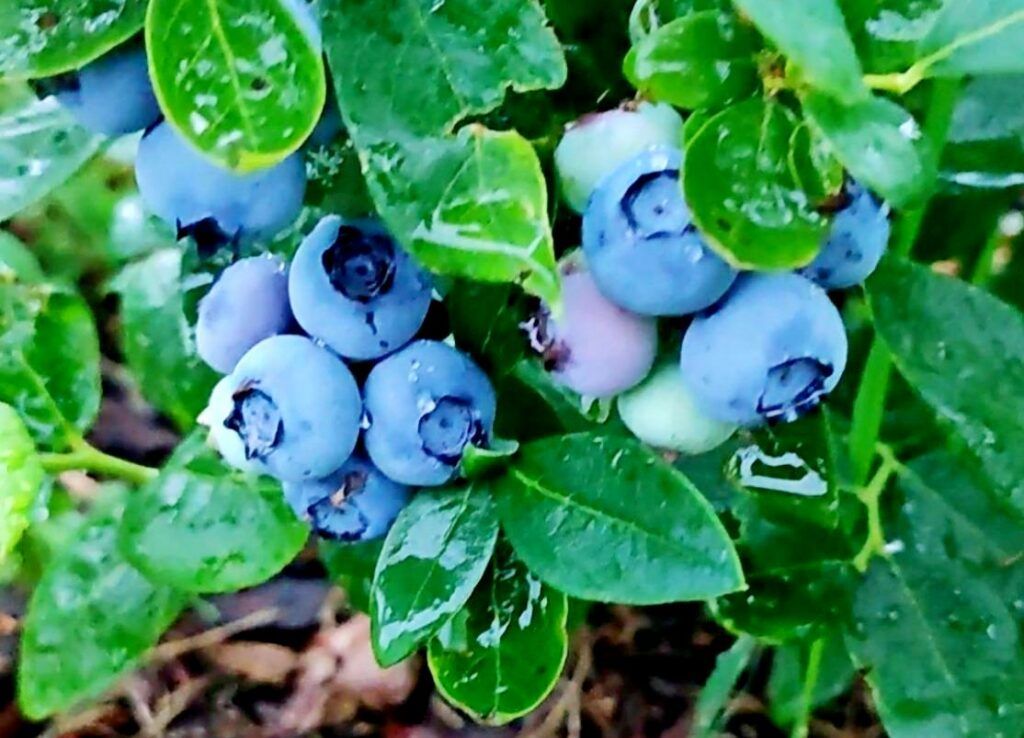 В будущем мечтает посвятить себя полностью растениеводству. Подробностями голубичного бизнеса делится мужчина родом из Осово