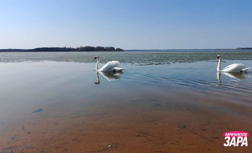 Синоптик Дмитрий Рябов рассказал, когда в Беларуси резко похолодает
