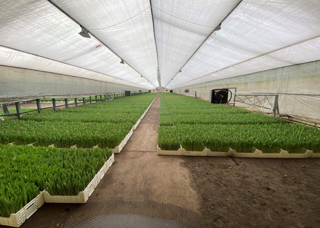 Фермеры в Беларуси скрыли более 10 млн рублей выручки от продажи тюльпанов