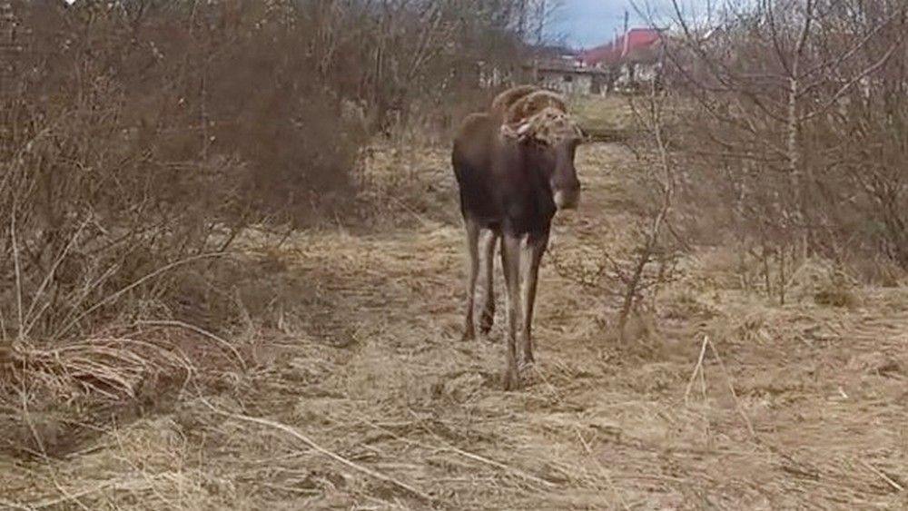 Мядельчанин встретил лося в райцентре – пришлось уносить ноги