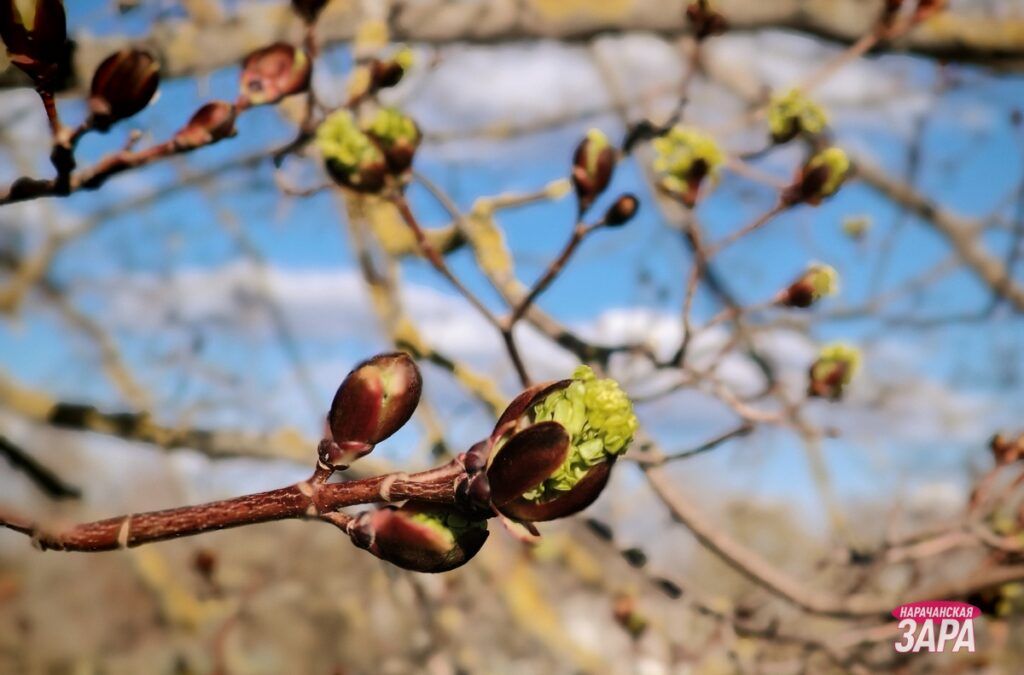 Весна возвращает в Беларусь ночные заморозки, сообщил синоптик Рябов