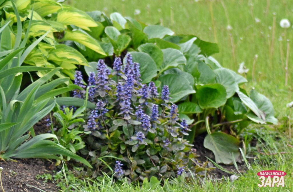 В Мядельском районе стартует смотр-конкурс «Ветеранское подворье – 2026»