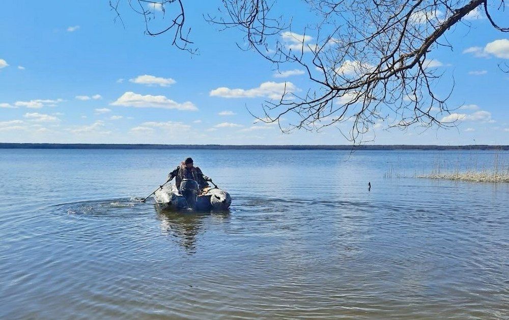 Более миллиона личинок щуки выпустили в озёра нарочанского края