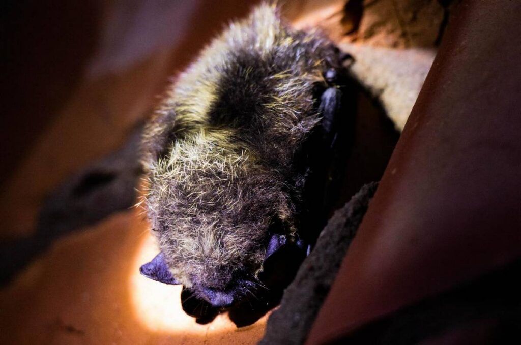 Места зимовки летучих мышей искали в Мядельском районе