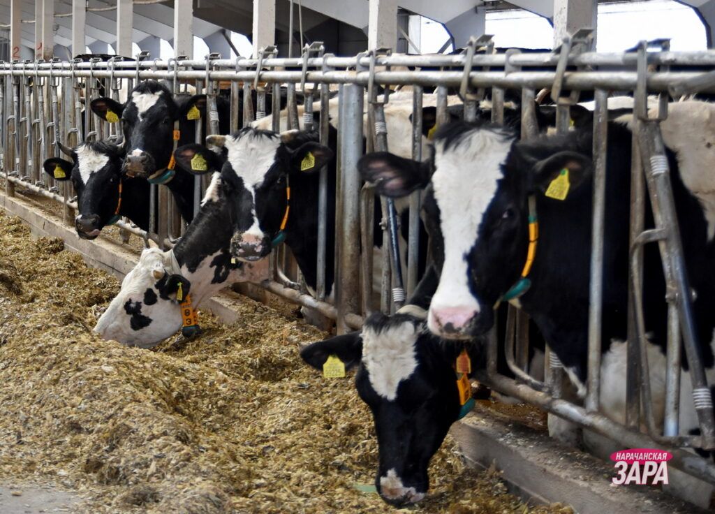 Как сельхозорганизации Мядельского района сработали в производстве молока и мяса