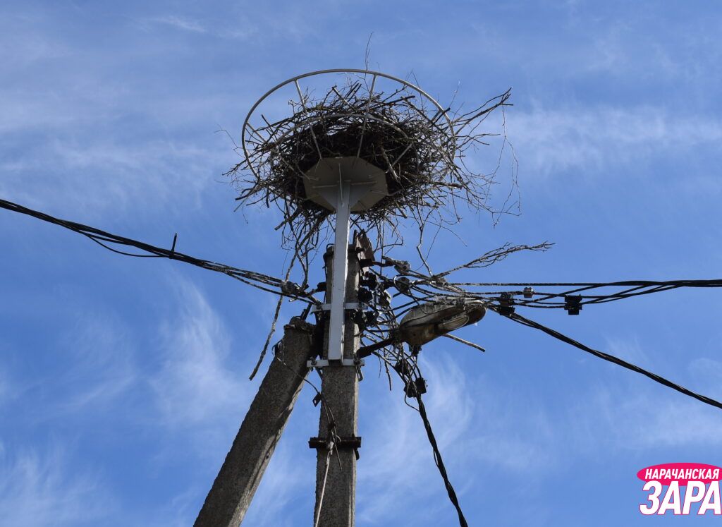 Мядельчанка рассказала три истории об аистах и людях – читайте первую