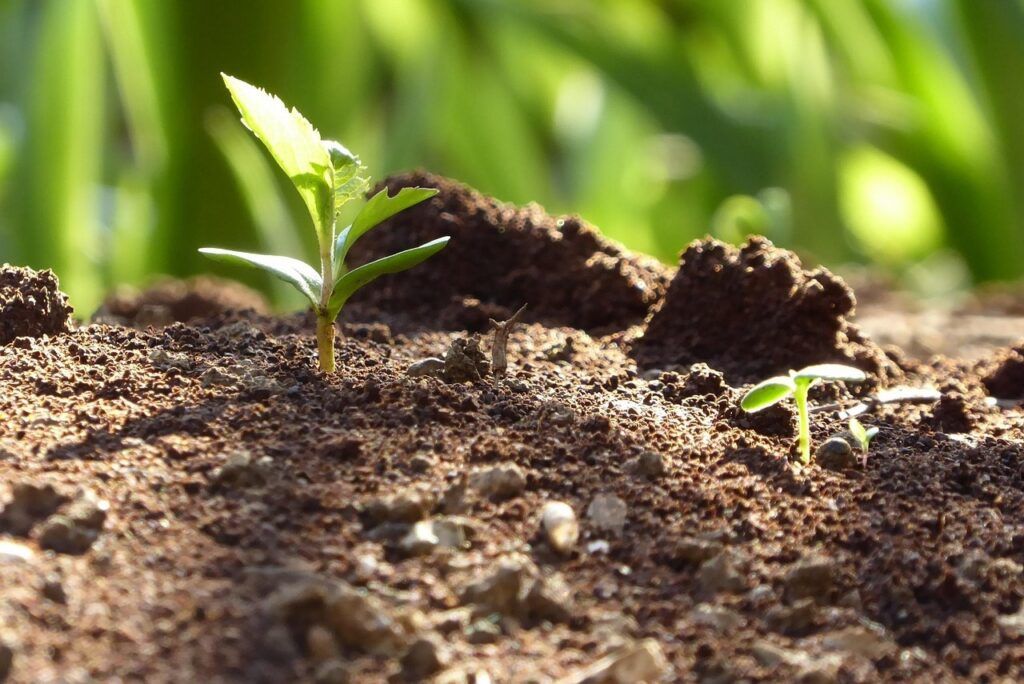 Как спасти растения от весенних заморозков