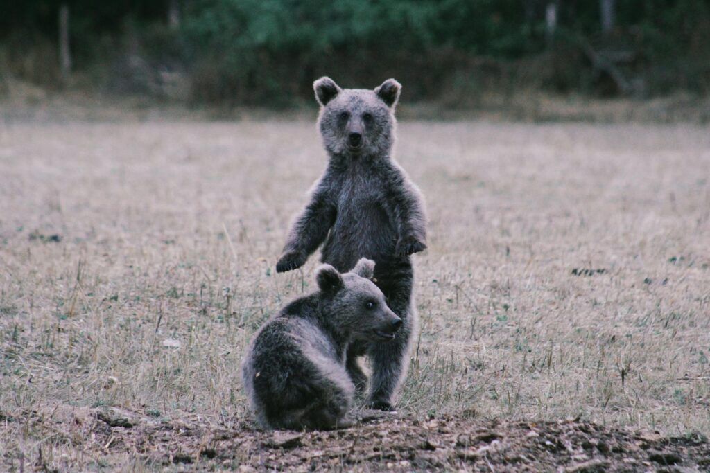 Медведи гуляют по Вилейскому району