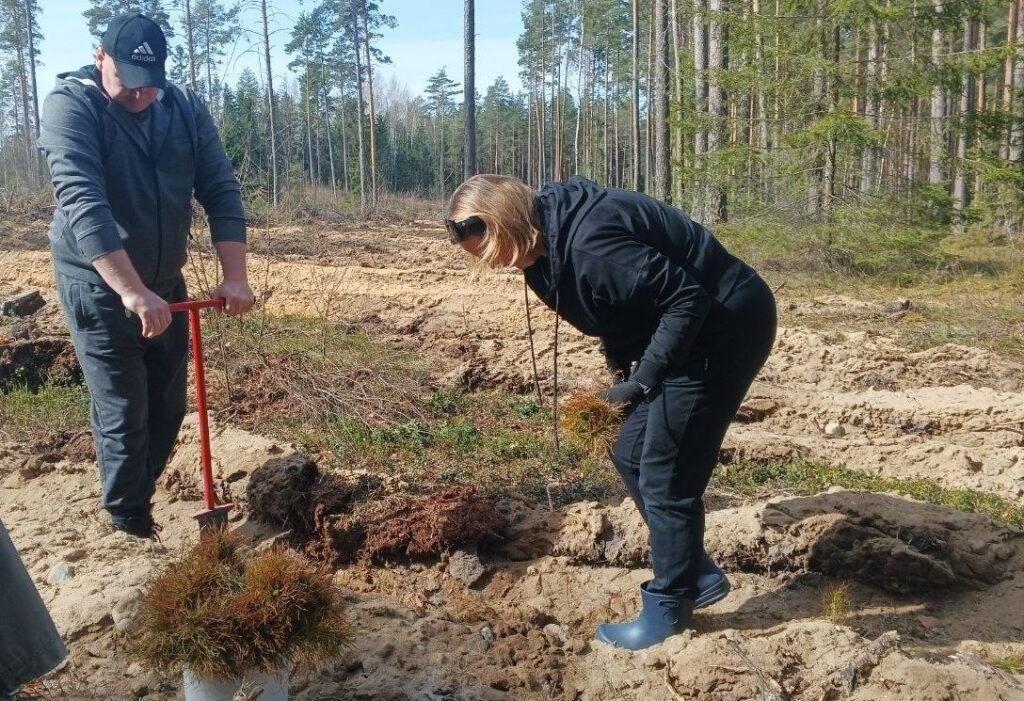 В Мядельском районе сажали лес