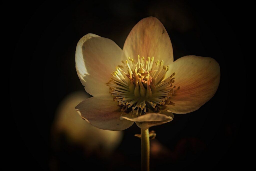 Врачи объяснили способы защиты от весенней аллергии в сезон цветения