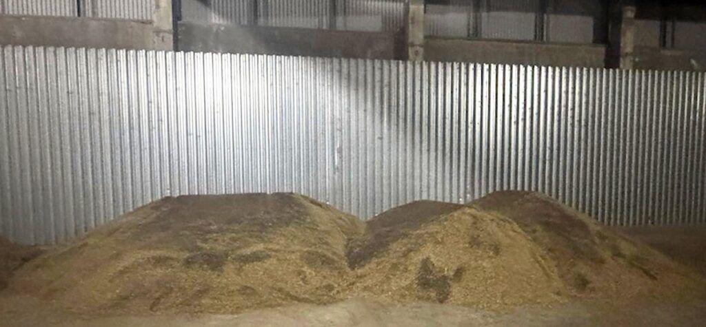 В Минской области похитили семена рапса на полтора миллиона рублей